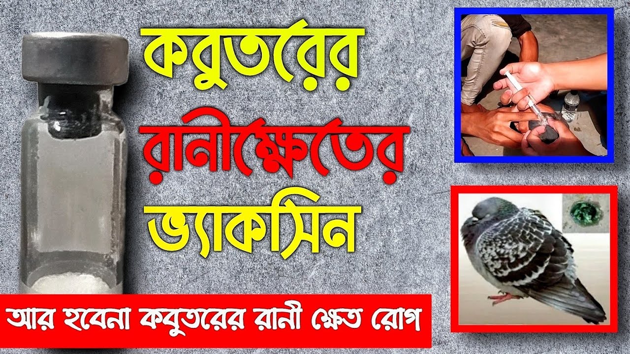 কবুতরের রানীক্ষেত রোগের ভ্যাকসিন দেয়ার নিয়ম (RDV) | Pigeons Ranikhet Vaccination