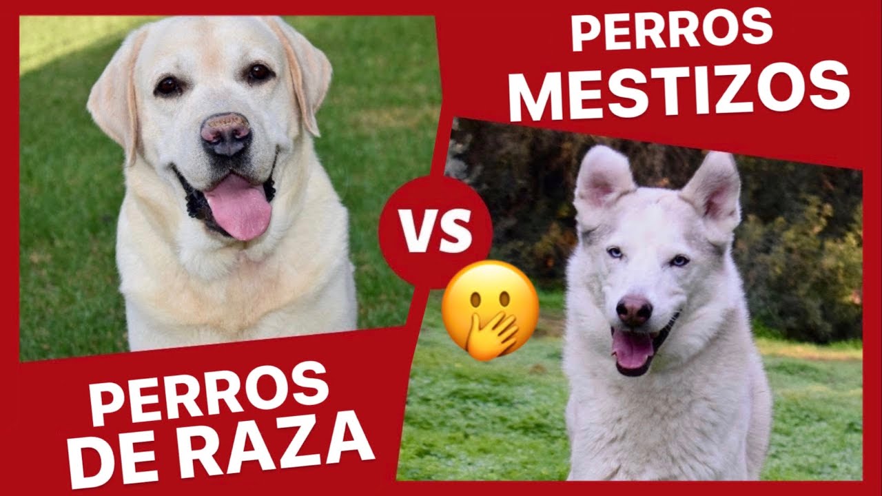 ¿PERROS de RAZA o PERROS MESTIZOS? 🟢 ► ¿Cuál ESCOGER? 🙌