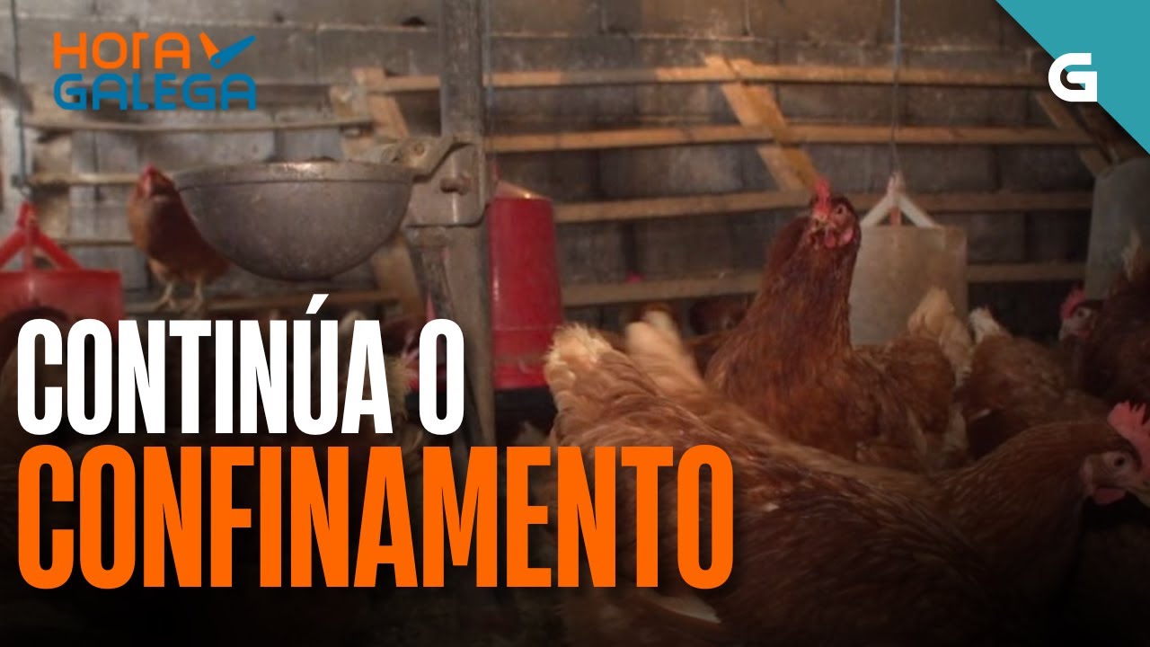 🐔🔒Contin&uacute;a o CONFINAMENTO das GALI&Ntilde;AS | HORA GALEGA