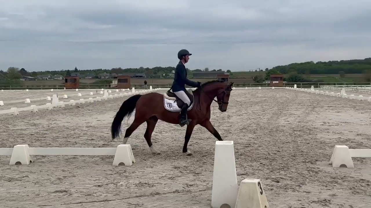 Louba Star Seizh Avel Lays étalons CCJP 4 ans CCE Corné Dressage 12 avril 2025