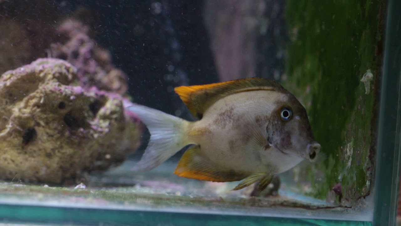 Ctenochaetus tominiensis