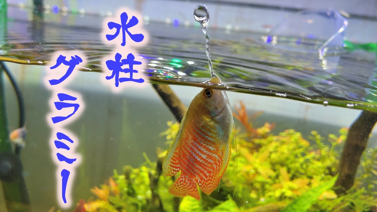 [熱帯魚]グラミー「全集中…水の呼吸」