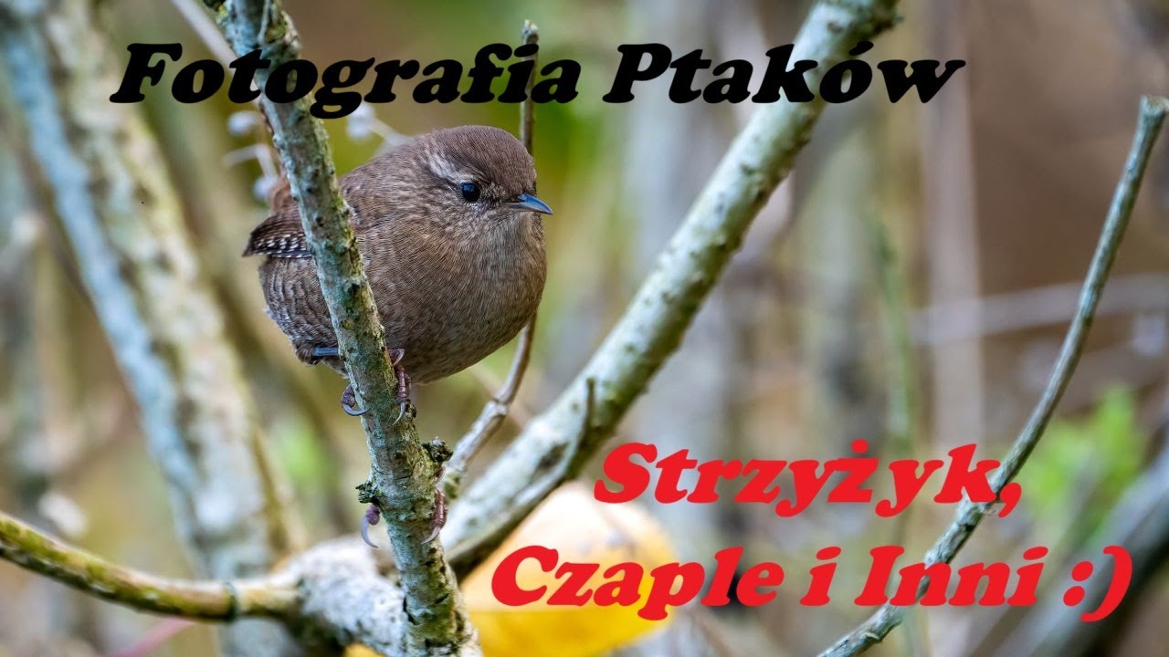 Fotografia Ptaków czyli Strzyżyk, Czapla i Inni :)