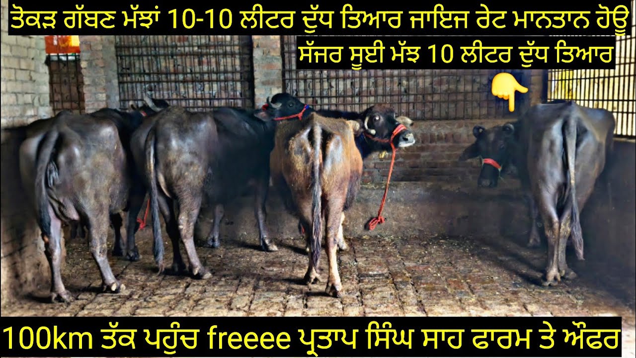 #ਤੋਕੜ ਗੱਬਣ ਮੱਝਾਂ #ਸੱਜਰ ਸੂਈ ਮੱਝ ਵਿਕਾਊ 4 buffalo for sale #best #qulity #bufflo #viralvideo #shere 