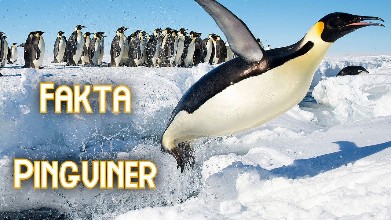 Fakat om Pingviner - Pingvin ljud
