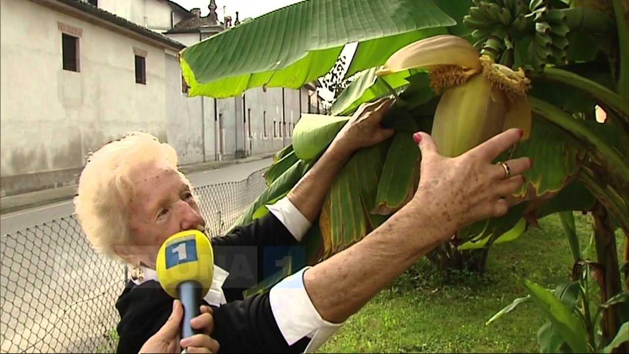 Clima impazzito: crescono banane a Pozzaglio