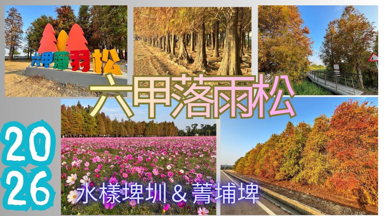 20260118萬ㄟeye台灣～六甲裸羽松森林＆菁埔埤落羽松/請打開CC字幕   4K