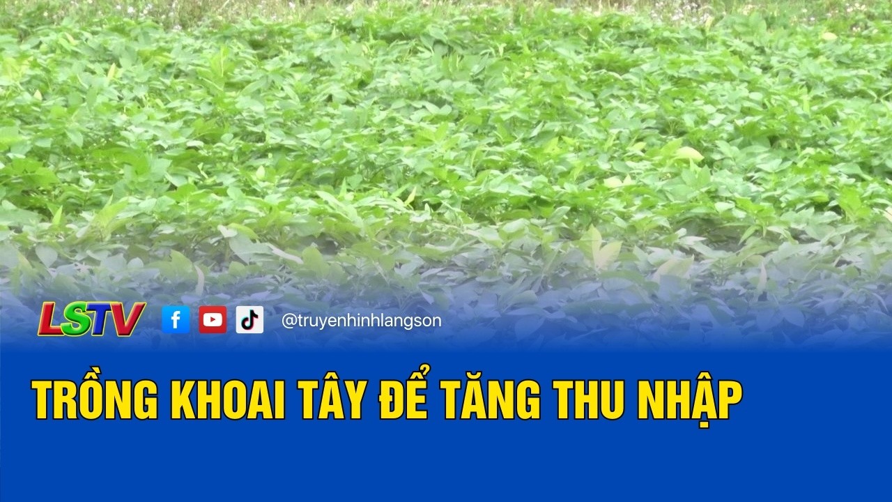 Trồng khoai tây để tăng thu nhập | Thông tin thị trường vùng cao 4/3/2026 | LSTV