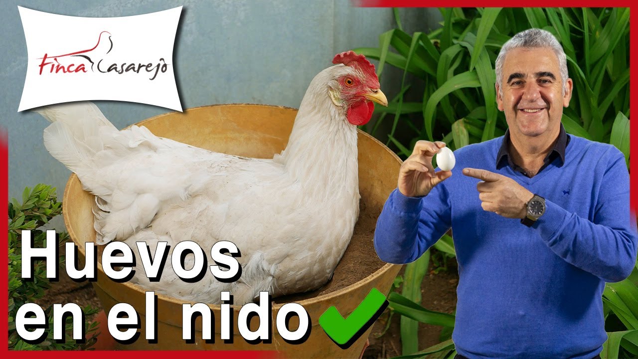 🐔¿Cómo enseñar a las GALLINAS dónde poner sus HUEVOS?