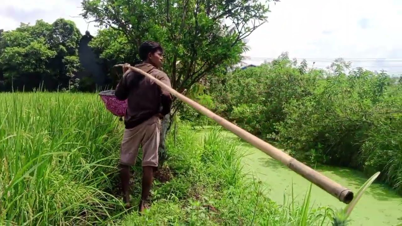 Cara panen kroto di alam