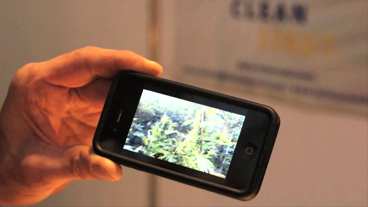 Хорхе Сервантес берет интервью у &laquo;Serious Seeds&raquo; @ Cultiva