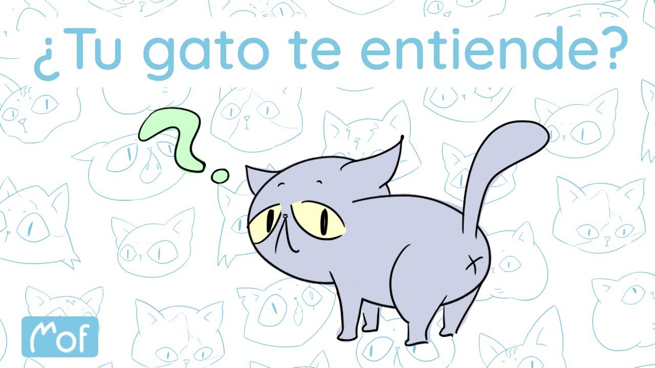 ¿Tu gato te entiende? | Mof