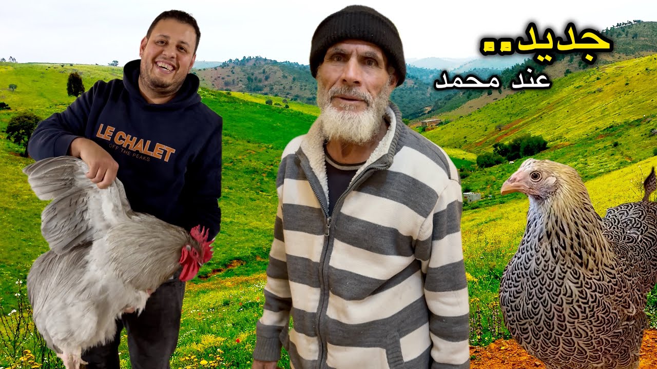 من بني سيدال الى الأخ محمد في مزرعته ببوعرك تربية الدواجن جميع السلالات 😊