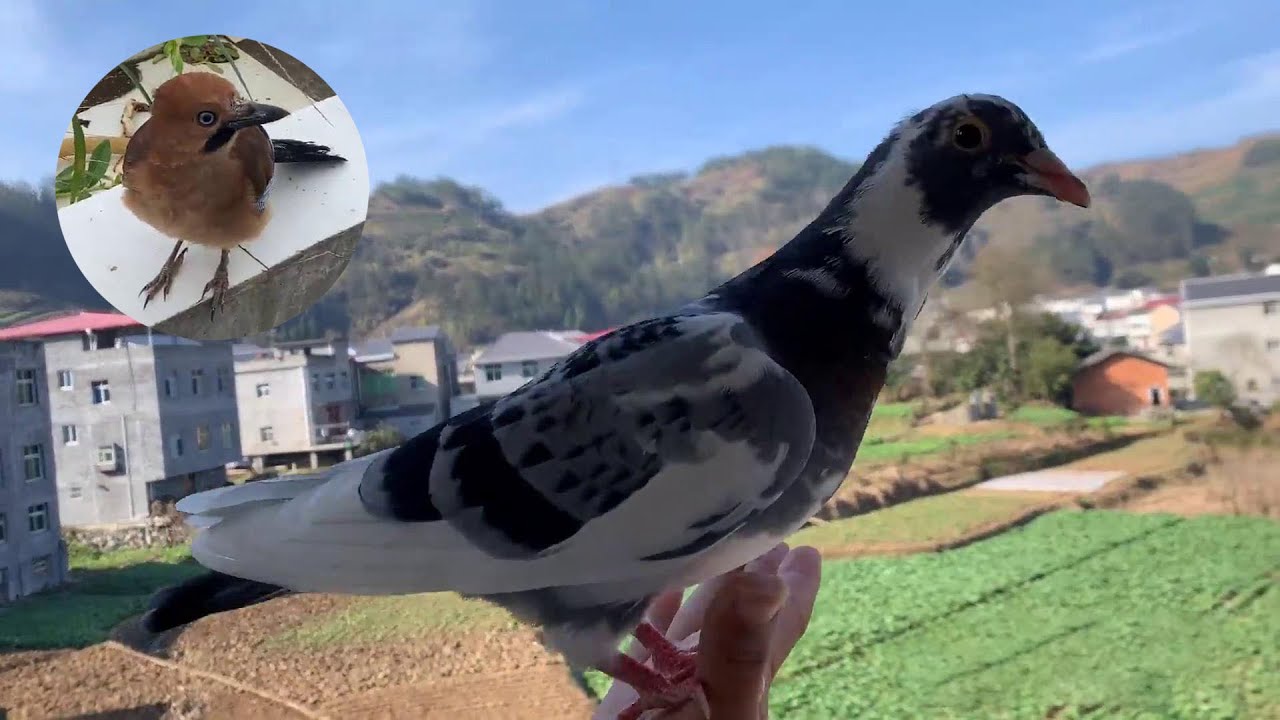 这个鸽子老在我家窗台拉粑粑，还欺负我家小肉鸽，今天必须采取措施了【天下一场梦】