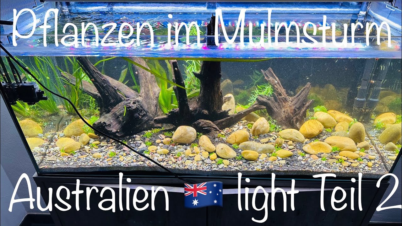 Mulm&Pflanzen im Australien 🇦🇺 light Aquarium #aquarium #aquaristik