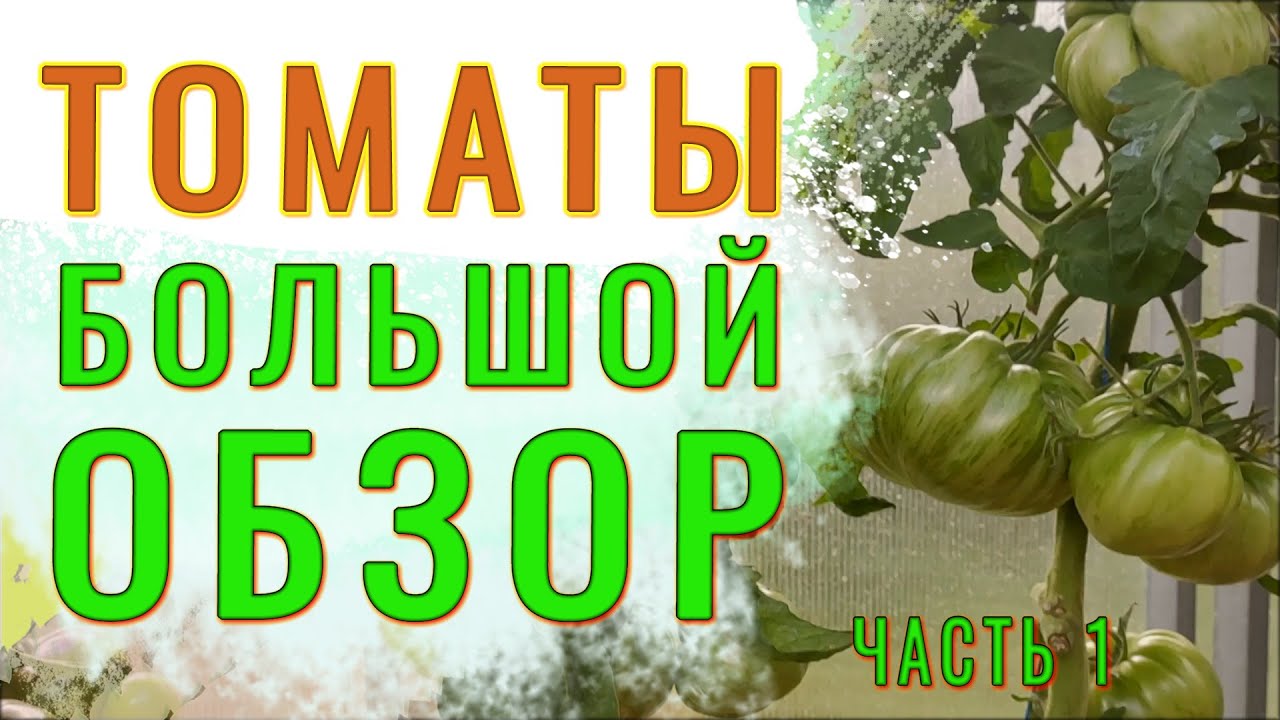 Обзор сортовых томатов. Выбираем лучших. Часть 1 #томат #помидор #сортатоматов