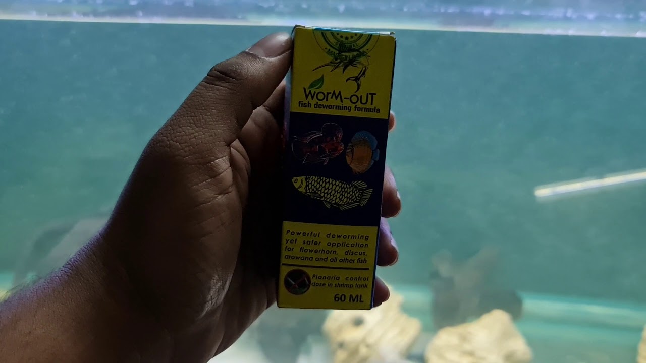 Deworm your Arowana - Beginner guide!