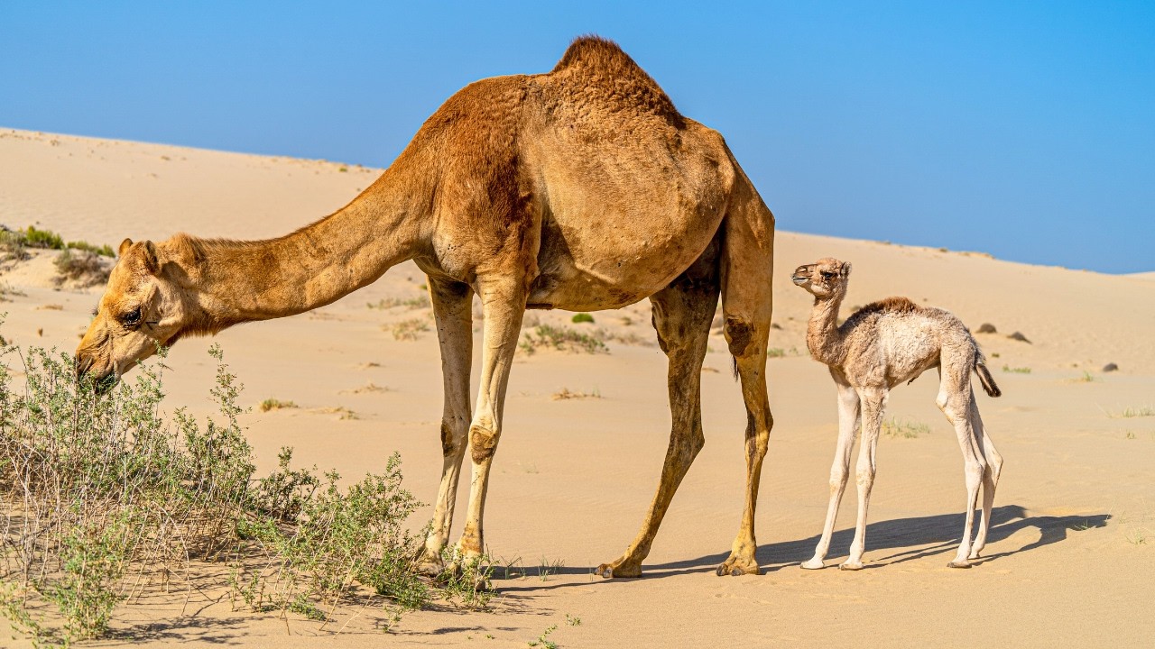 Wielbłądy: przetrwanie w trudnych warunkach pustynnych | Nature&rsquo;s Desert Survivor