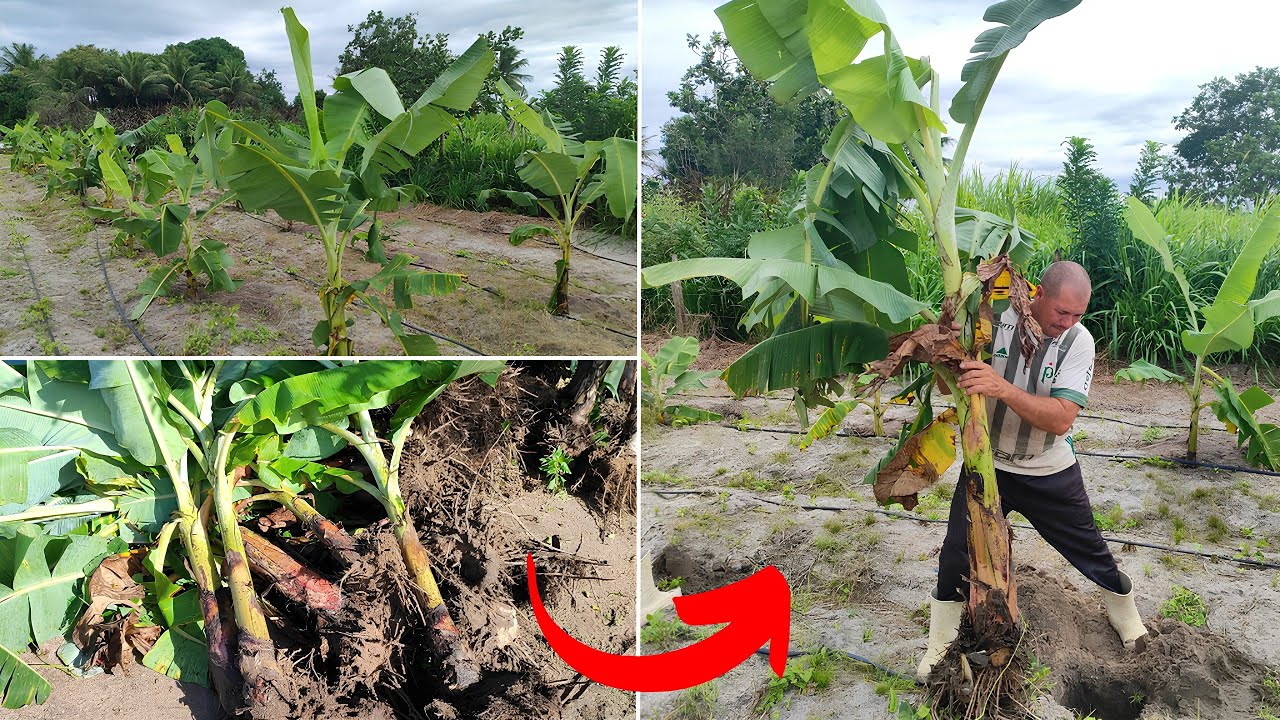 Plantamos BANANA GIGANTE na roça (VOCÊ PRECISA VER) 🌱🍌