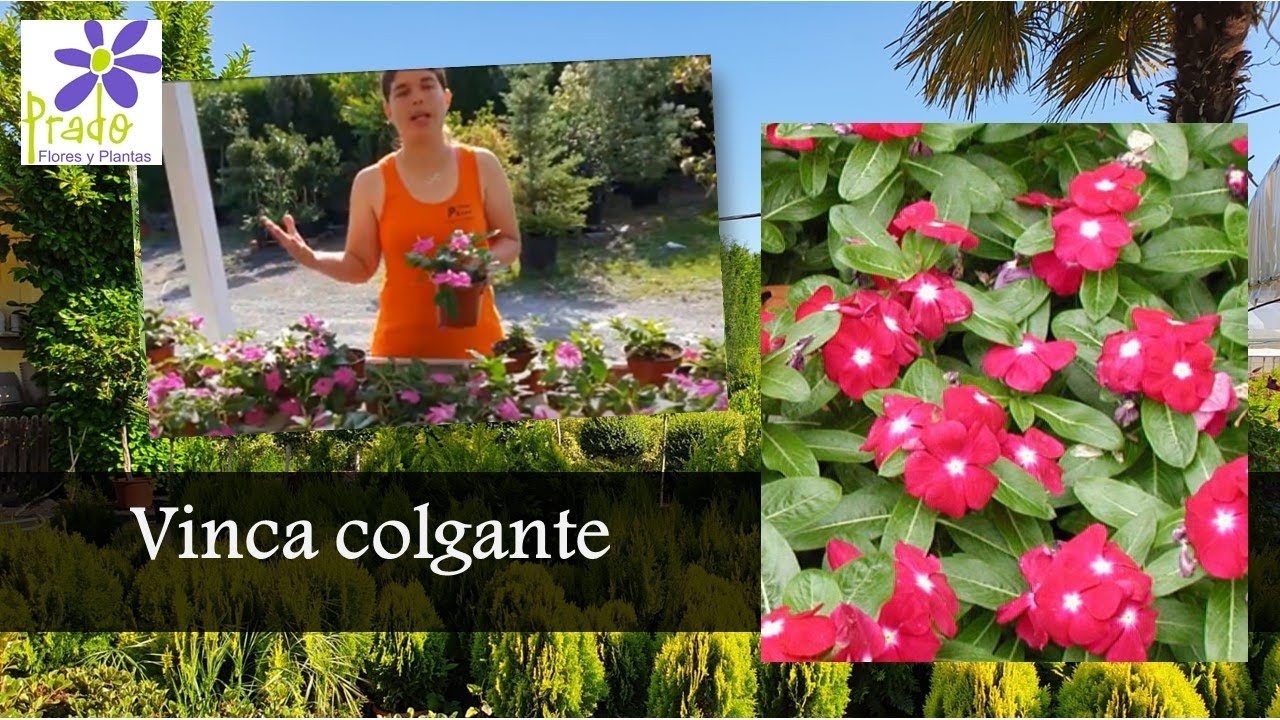 Viveros Prado - Vincas