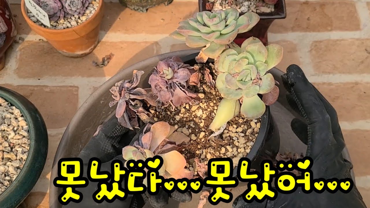 키핑장 못난 애들 정리합니다 ! 언제가 예뻐지겠죠? ㅋㅋ 미련이 ~ #다육이 #다육식물 