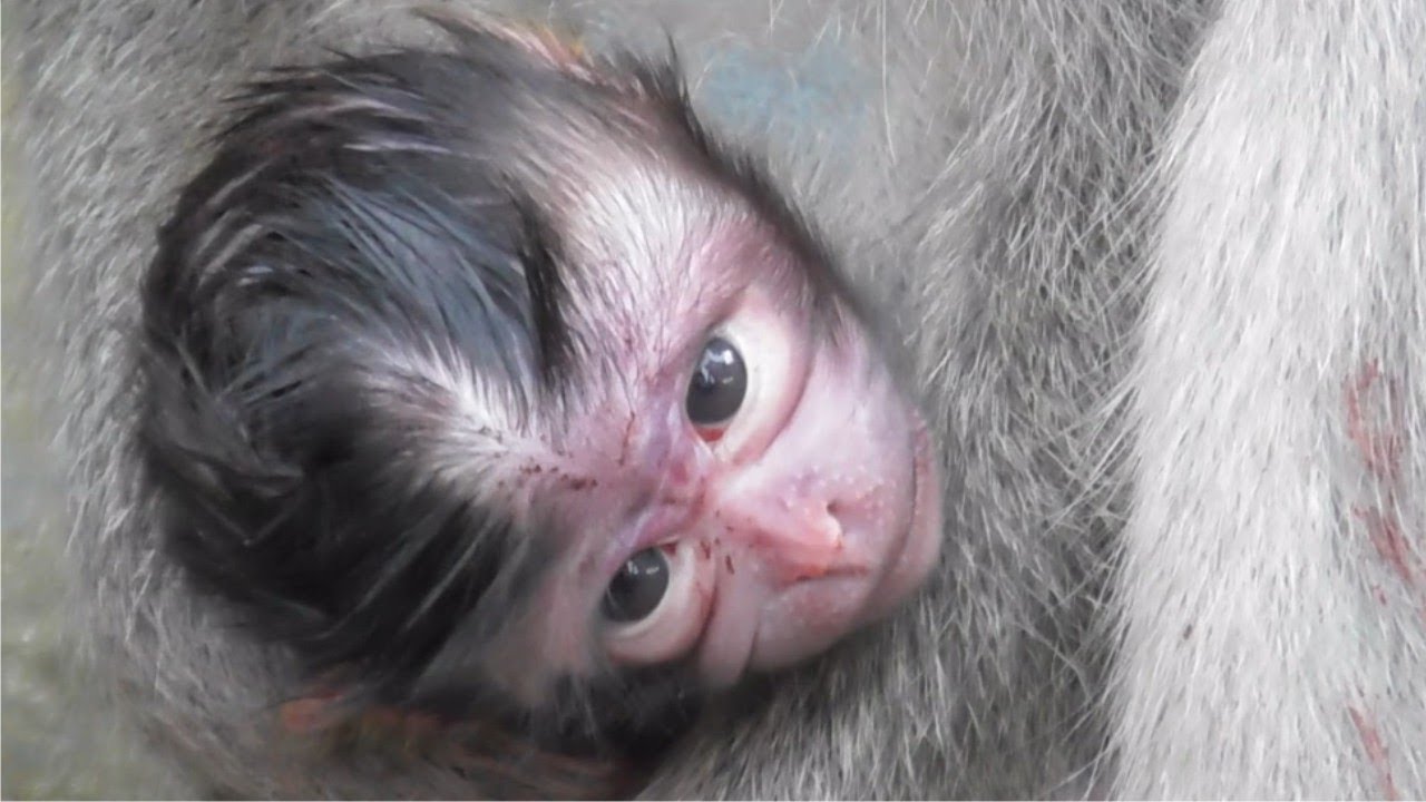 Молодая мама, которая только что родила милого детеныша обезьянки #TuabangMonkey