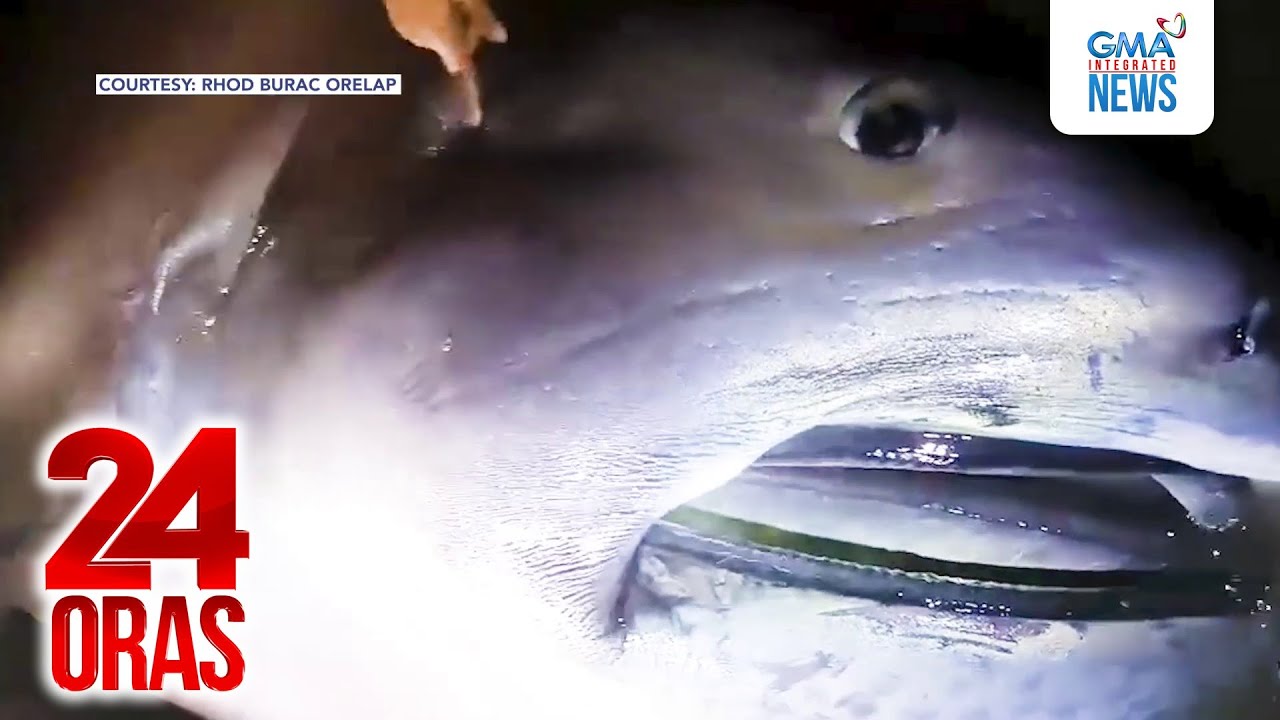 Mailap na Megamouth Shark, inanod sa dalampasigan ng... (March 18, 2025 report) | 24 Oras