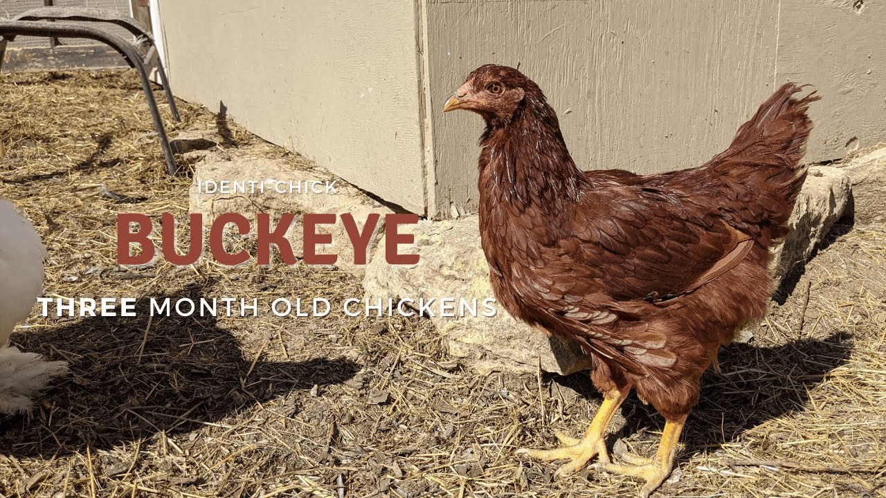 Buckeye: 3-Month-Old Chickens