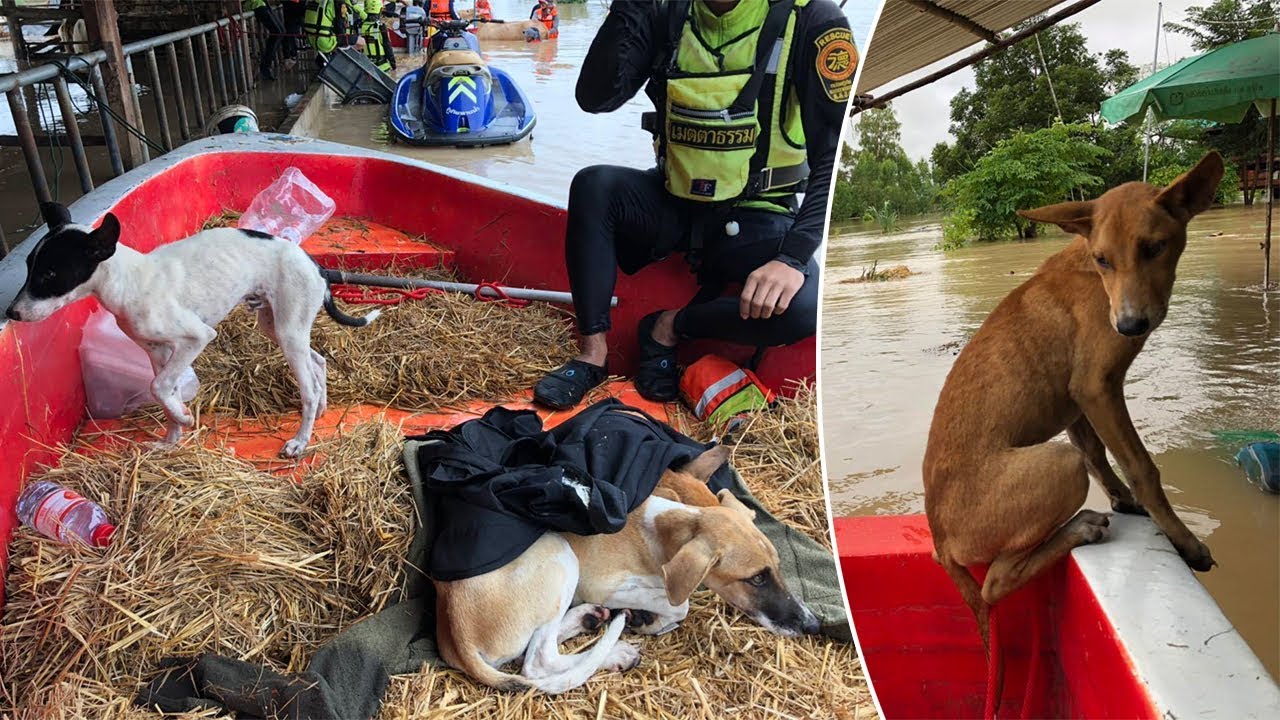 Rescuers Save Stray Dogs Stranded In Floods From Tropical Storm