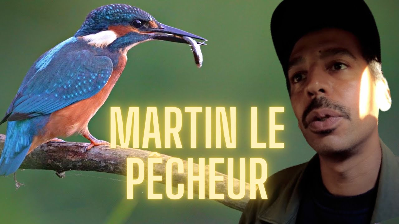 COMMENT OBSERVER LE MARTIN PÊCHEUR