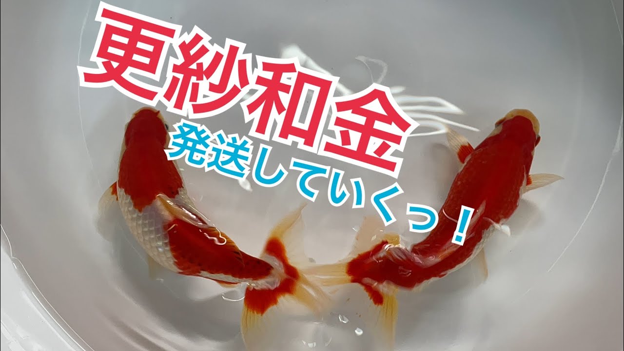 【金魚】ここまで立派か！上物！更紗和金を発送していくっ！