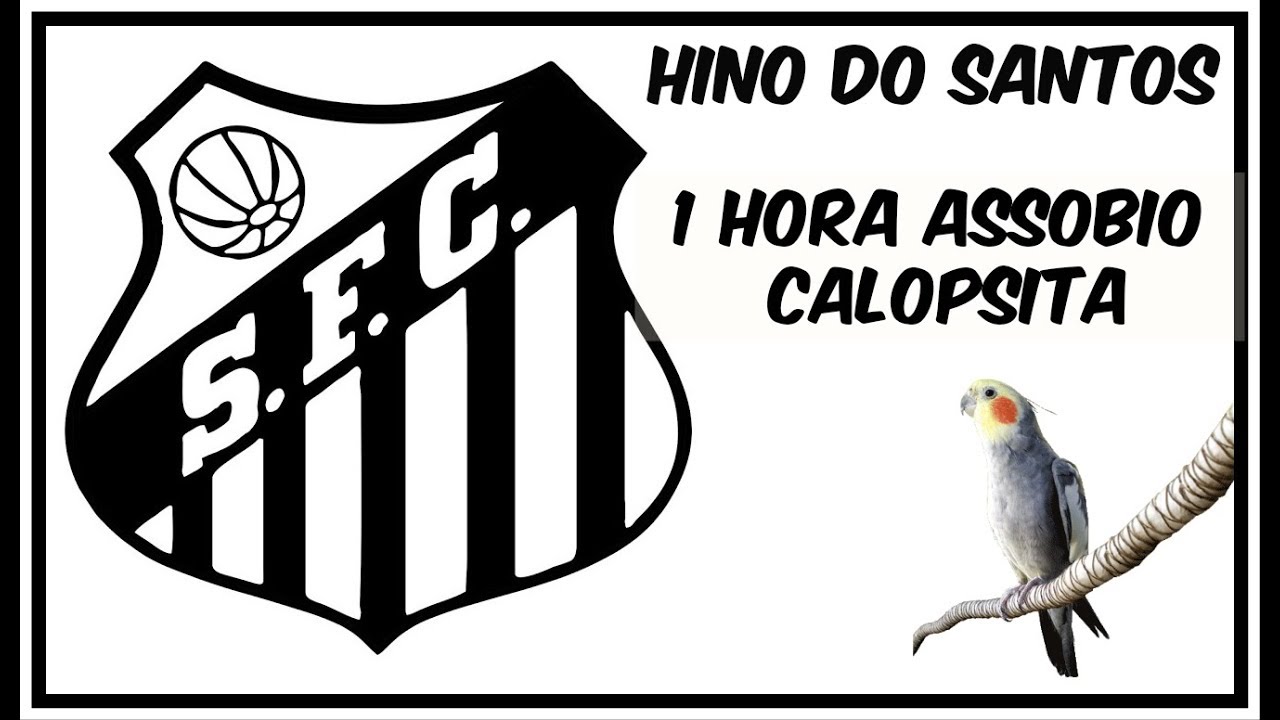 ASSOBIO CALOPSITA - HINO DO SANTOS
