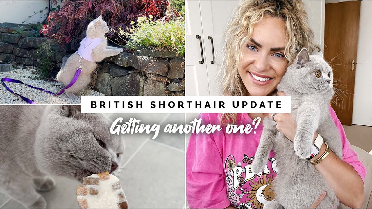 10 MONTH BRITISH SHORTHAIR UPDATE | GETTING A SECOND BRITISH SHORTHAIR AND HOW TO KEEP CATS COOL