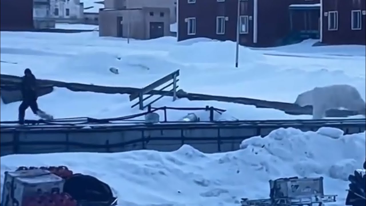 БЛИЗКИЙ контакт с БЕЛЫМ МЕДВЕДЕМ!