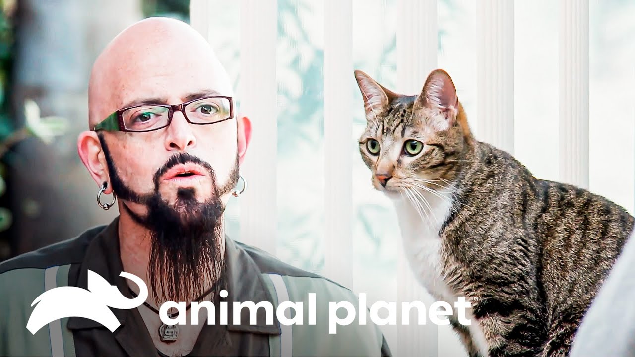 Un gato sufre de una enfermedad llamada pica | Mi gato endemoniado | Animal Planet