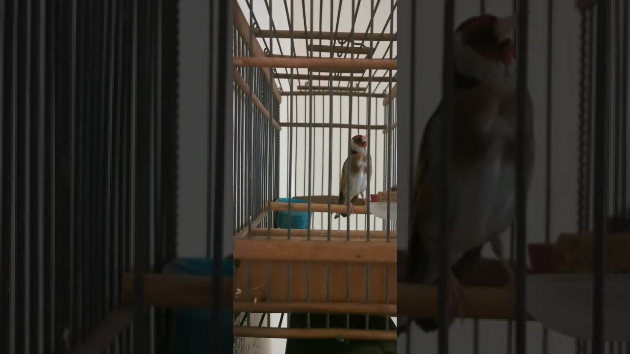 طائر اللهم بارك كلام خلوي أصيل غاية في الروعة متع ودنيك يا مولوع
