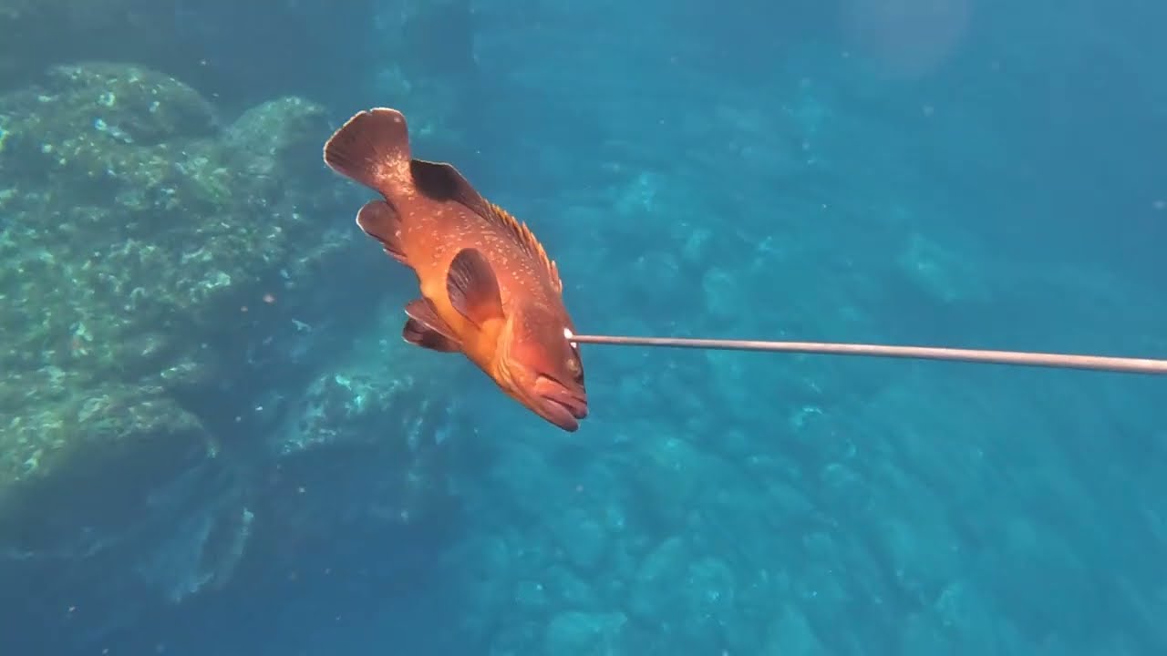 Grouper spearfishing in Tenerife