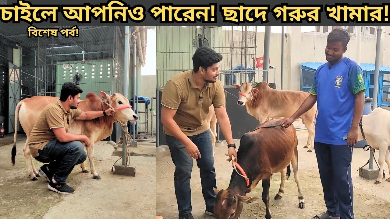 গরু পাগলের অবাক কান্ড! ৮ তালার ছাদে দেশি গরুর শৌখিন খামার।Rooftop cattle farm bd