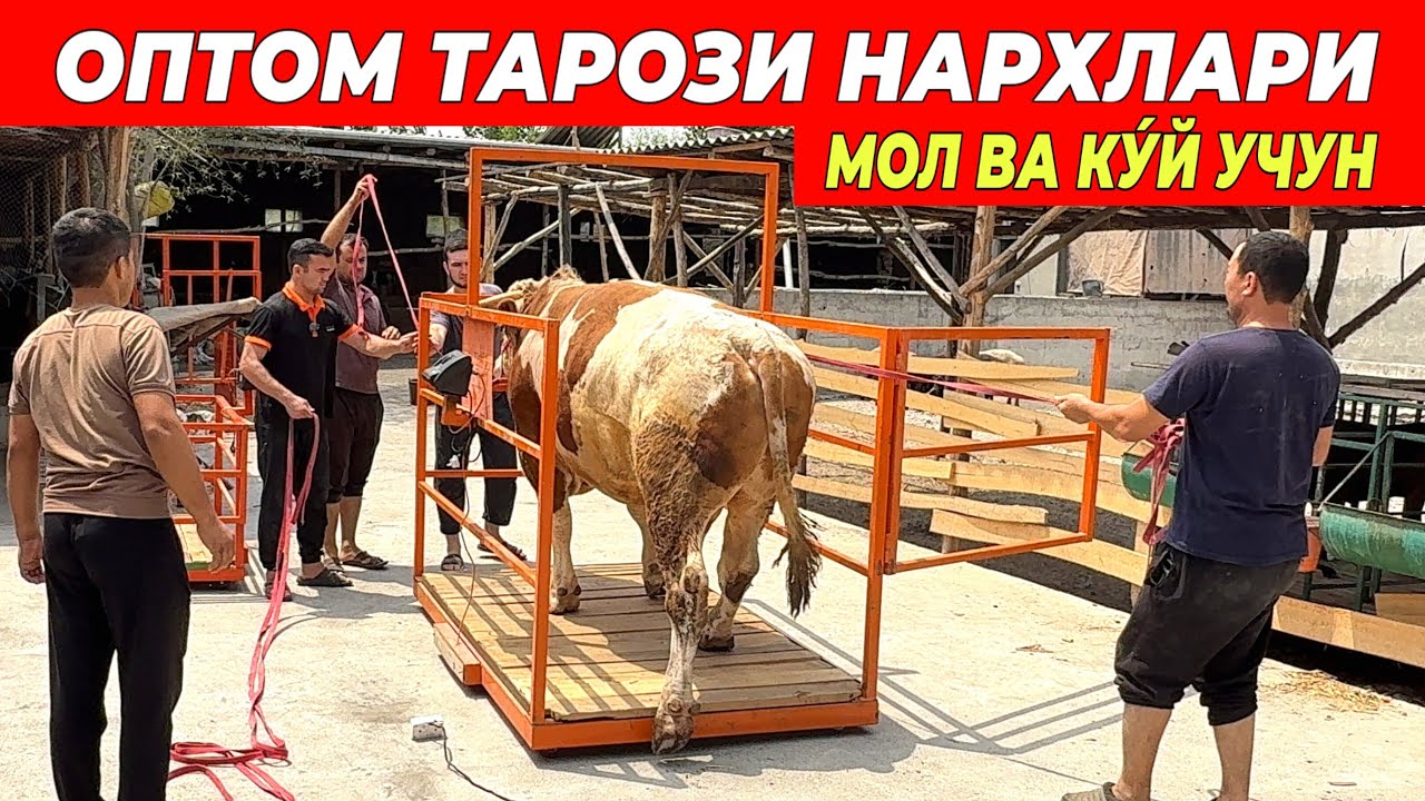 ОПТОМ ТАРОЗИ НАРХЛАРИ МОЛ ВА КУ́Й У́ЛЧАШ УЧУН !!! ХОРАЗМ БОЗОР