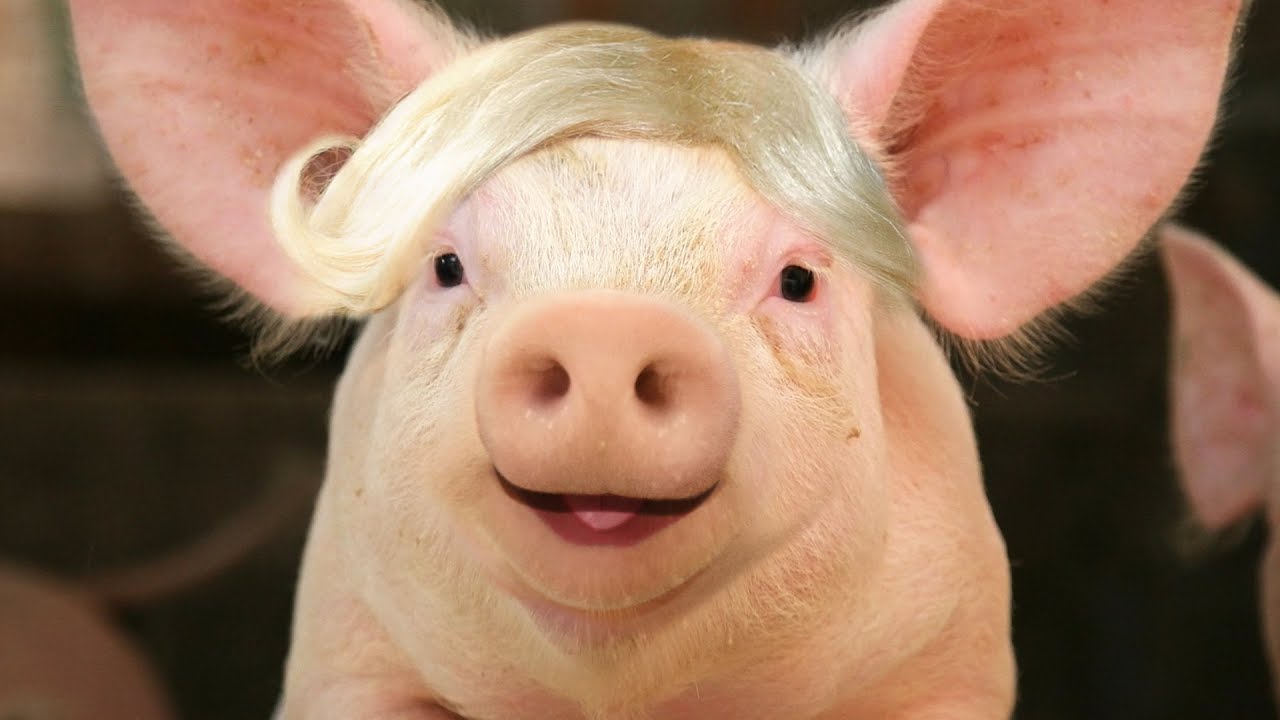 REAL PIG become MISS PIGGY!