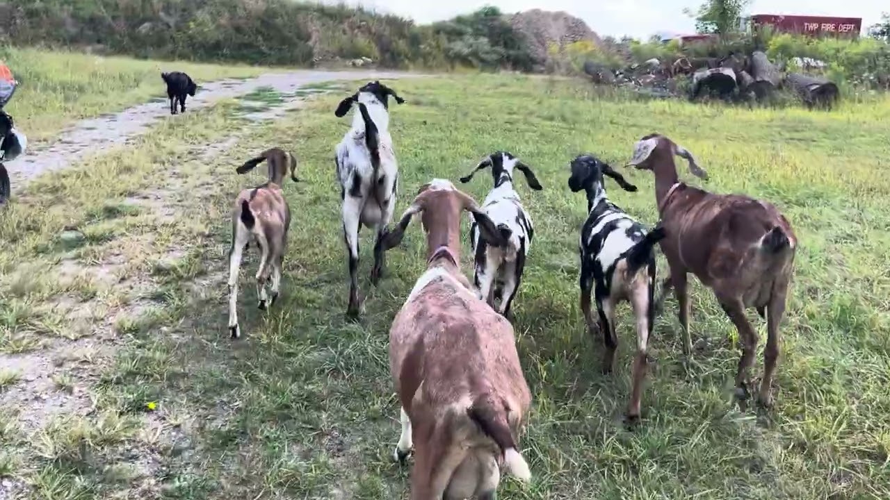 video15 finalNubian Goats: Those Magnificent Long Ears!