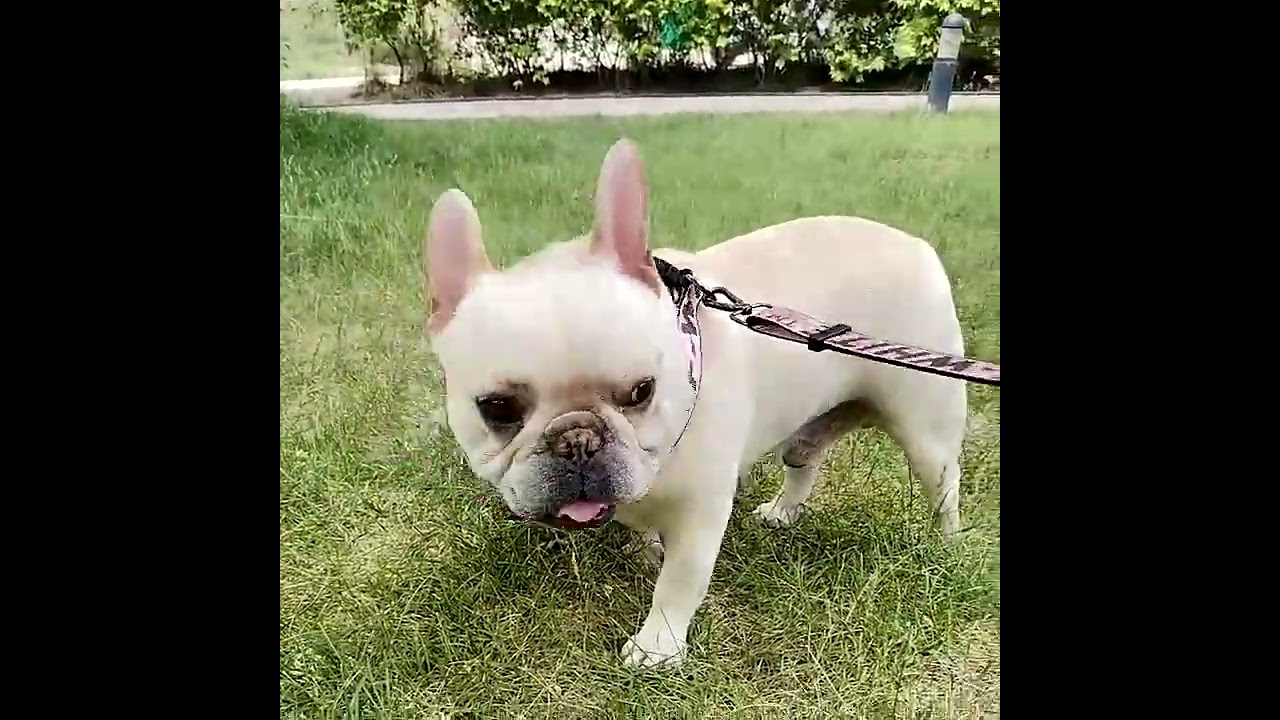 #offwhite #dogharness #dogleash #dogcollar #luxury #designer #dogproducts #doglover #dogowner
