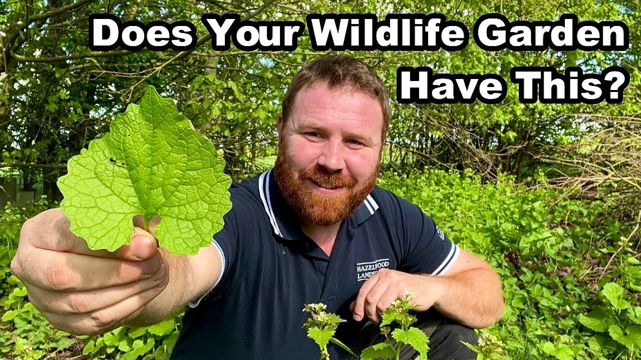 Why You NEED This In Your Wildlife Garden - Unless in the USA!