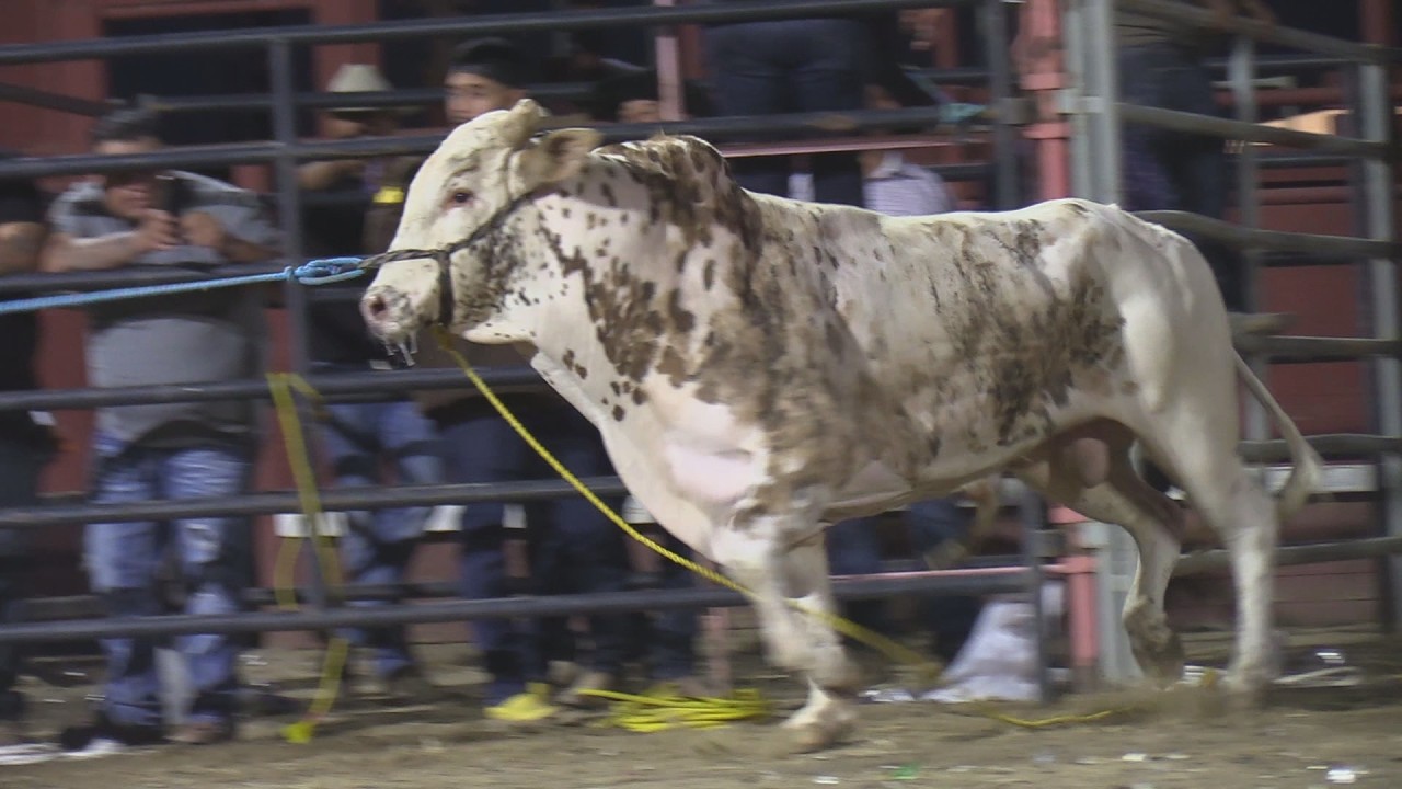 🔴 Jaripeo en Vivo 🔴 REYES DE JALISCO vs RANCHO LA PERLA y LA FURIA 16 febrero 2026 Chilacachapa Gro