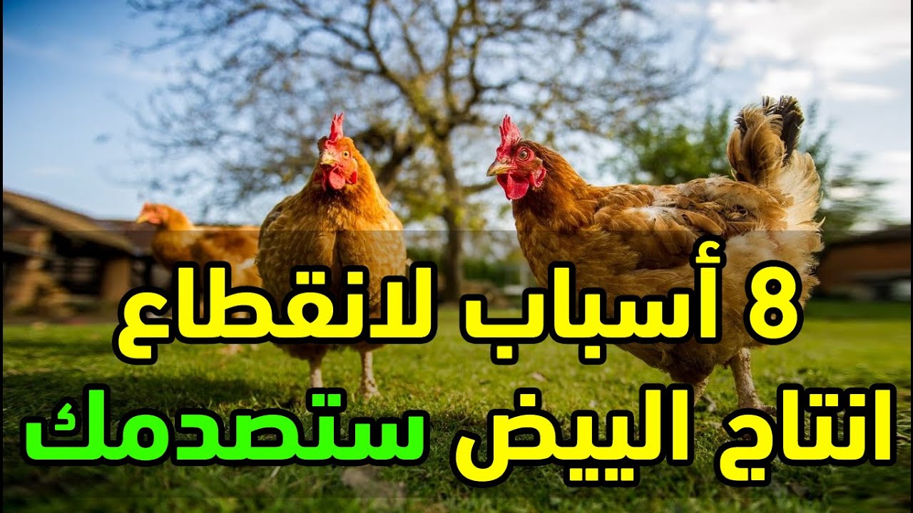 قلة انتاج البيض 8 أسباب غريبة لانقطاع البيض عند الدجاج البياض وقلة الانتاج لازم نتجنبها تماما
