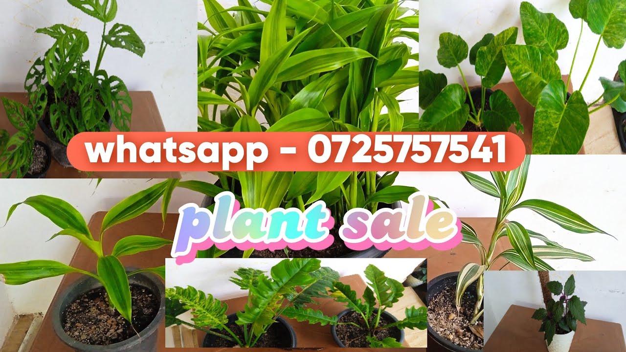මිල අධික පැළ අඩුවට ඉල්ලපු ඔයාටමයි. 🦚 whatsapp 0725757541