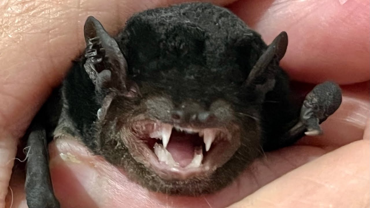 Microbat in care:  this is Potato doing enthusiastic mealworm nom noms