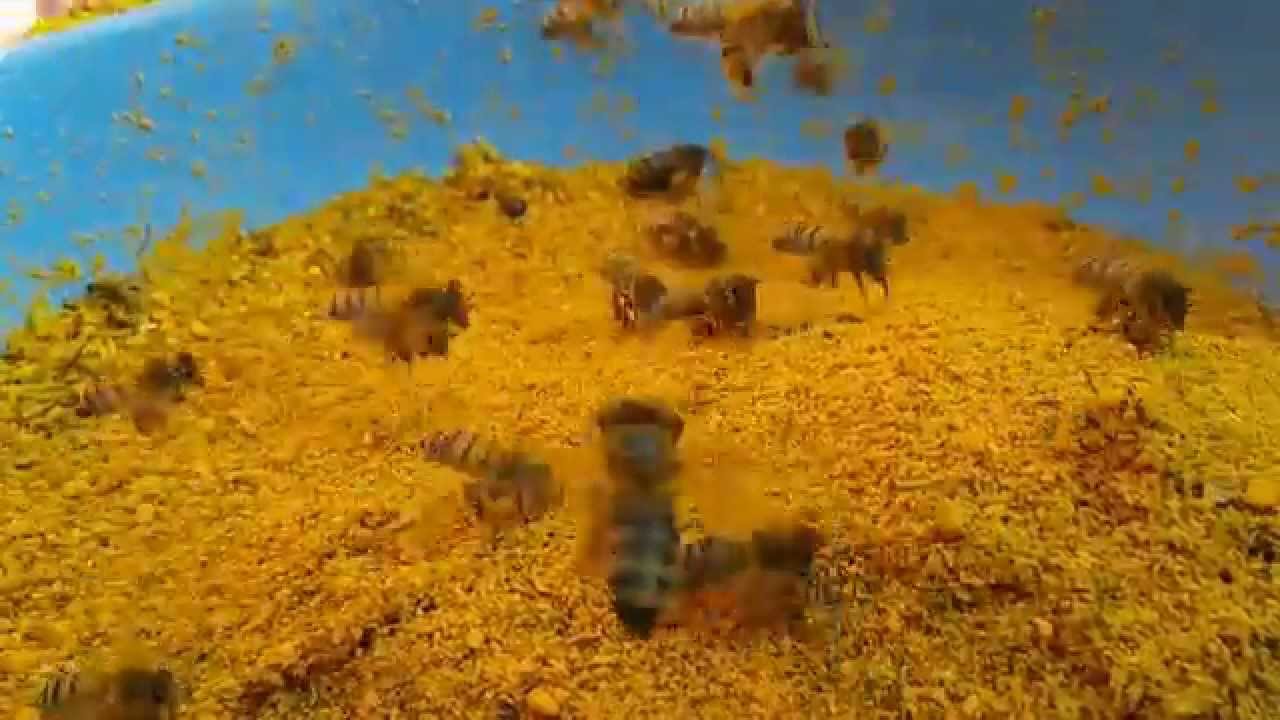 COMIDA DE ABEJAS