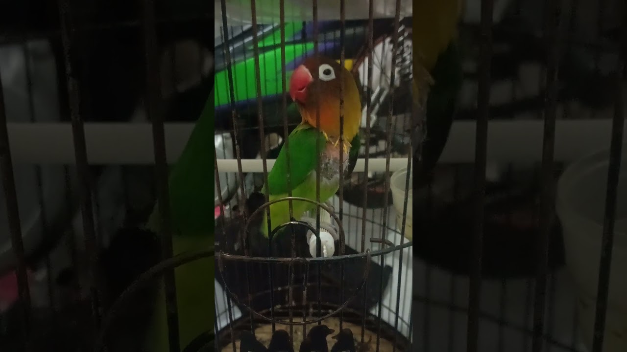 masteran lovebird ampuh