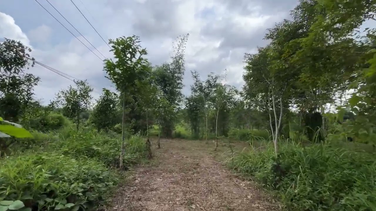 8 Rai land with Hopea odorata trees, Value land close to Thai Muang beach in Phangnga
